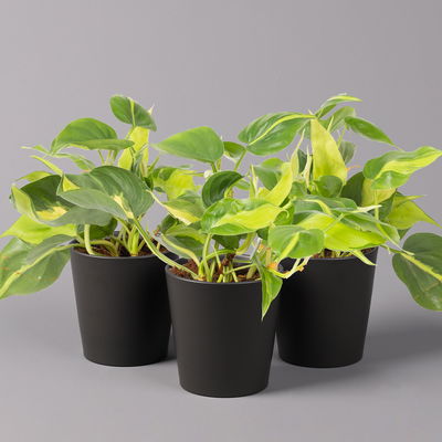 Philodendron 'Brasil' in Keramiktopf Dallas anthrazit, Topf-Ø 12cm, 3er-Set Philodendron 'Brasil' in Keramiktopf Dallas anthrazit, Topf-Ø 12cm, 3er-Set