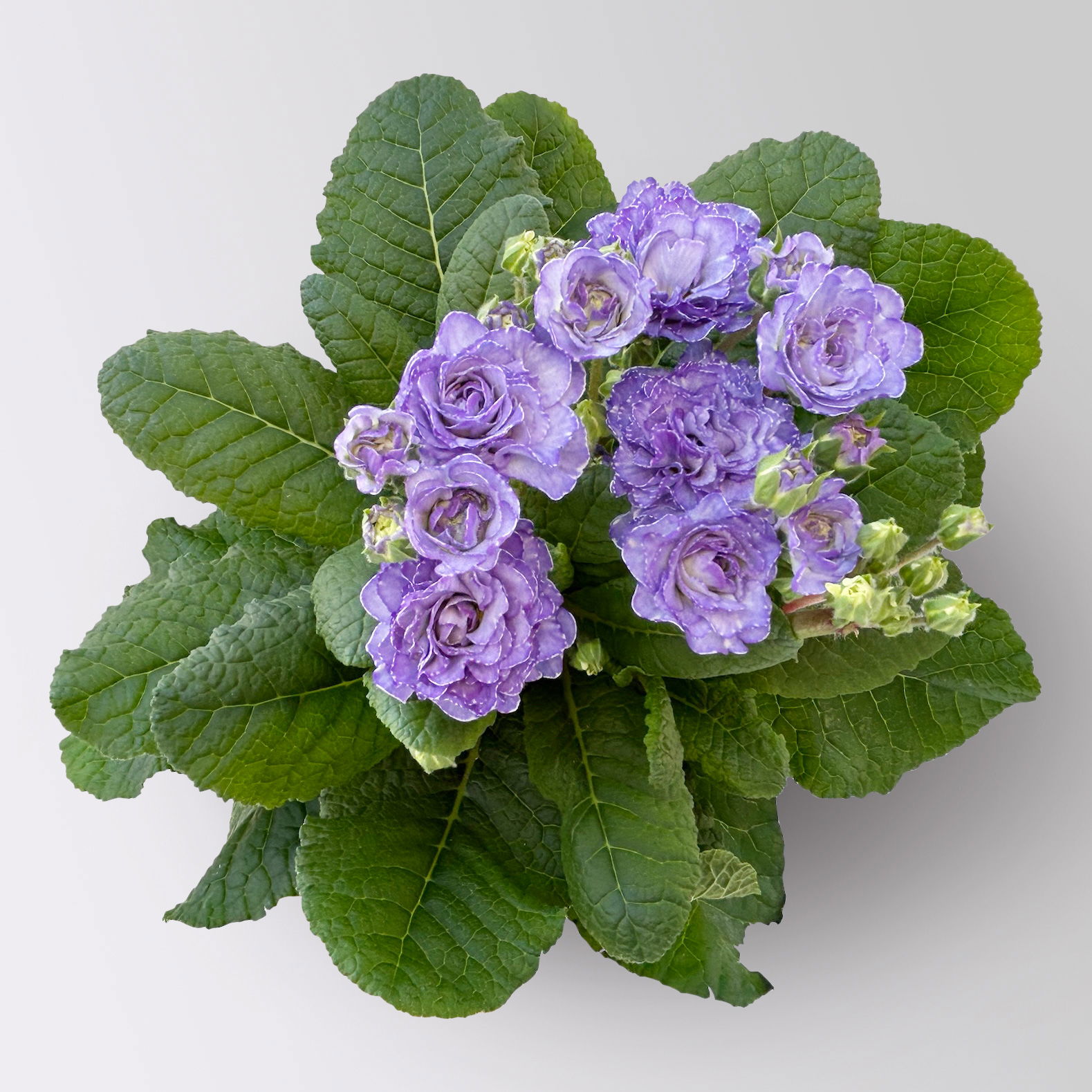 Primel 'Pollyanna Crystal Fountain', blau, Topf-Ø 13 cm, 6 Pflanzen