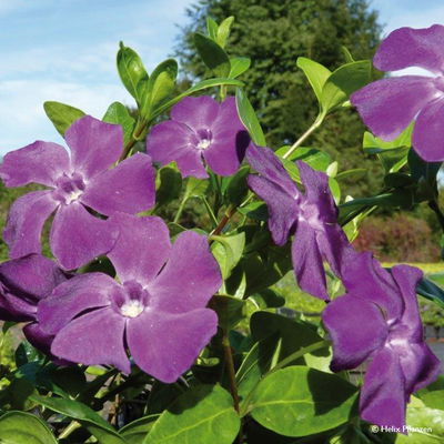 Vinca minor 'Atropurpurea' (Immergrün), 9 cm Topf, 12er-Set Vinca minor 'Atropurpurea' (Immergrün), 9 cm Topf, 12er-Set