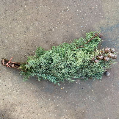 Zypressenzweige mit Zapfen im Handbund, blau, ca. 50 cm lang, 3 Bund Zypressenzweige mit Zapfen im Handbund, blau, ca. 50 cm lang, 3 Bund