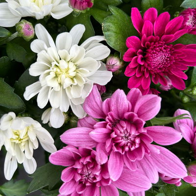 Chrysantheme Trio 'Sweet Melange', weiß-rosa-lila, Topf-Ø 12cm, 6 Pflanzen Chrysantheme Trio 'Sweet Melange', weiß-rosa-lila, Topf-Ø 12cm, 6 Pflanzen
