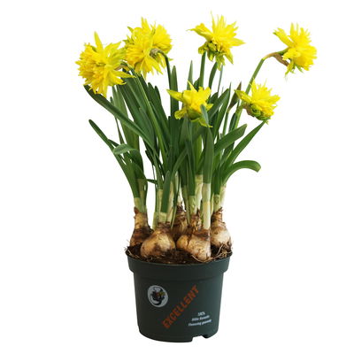Narzisse 'Têtê-à-Têtê Bouclé' gelb gefüllt, Topf-Ø 10 cm, 6 Pflanzen Narzisse 'Têtê-à-Têtê Bouclé' gelb gefüllt, Topf-Ø 10 cm, 6 Pflanzen
