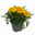Tagetes, Farbe zufällig, Topf-Ø 12 cm, 6er-Set
