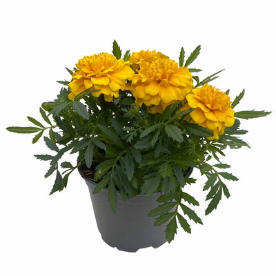 Tagetes, Farbe zufällig, Topf-Ø 13 cm, 6 Pflanzen