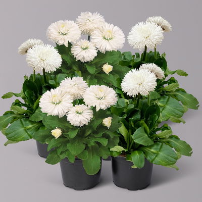 Tausendschön, weiß, großblumig Topf-Ø 12 cm, 6 Pflanzen