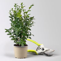 Buchsbaum, Buxus sempervirens, 10 bis 15 cm hoch, Topf 9 cm Ø, 9er Set