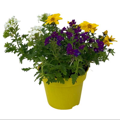 Sommerblumen Mix TrioMio™ bunt, Mix zufällig, Topf-Ø 12 cm, 6er-Set