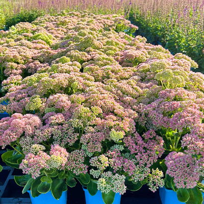 Garten-Fetthenne 'Herbstfreude' rosa, Topf 11x11 cm, 3 Pflanzen