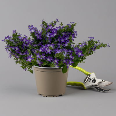 Hängepolster-Glockenblume 'Adansa® Purple' blau-weiß, Topf-Ø 15 cm, 3er-Set Hängepolster-Glockenblume 'Adansa® Purple' blau-weiß, Topf-Ø 15 cm, 3er-Set
