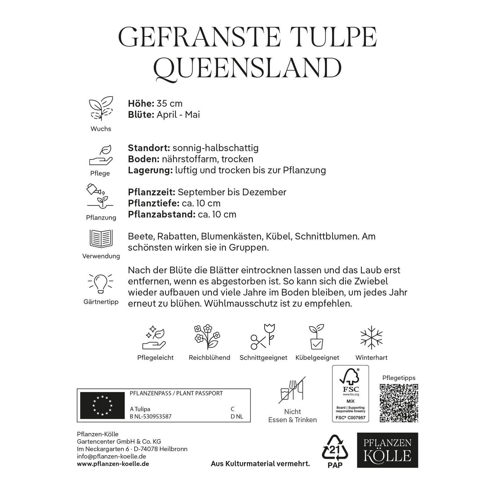 Gefranste Tulpen Queensland rosa, 7 Blumenzwiebeln