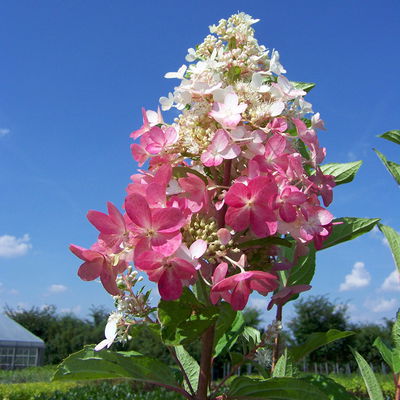 Rispenhortensie 'Pinky Winky'® DVP PinkyⓈ, 3er-Set, Höhe 40-60 cm Topf 5 l Rispenhortensie 'Pinky Winky'® DVP PinkyⓈ, 3er-Set, Höhe 40-60 cm Topf 5 l