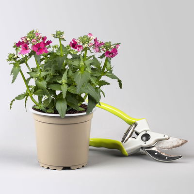 Pflanzenkreation 'Tequila Sunrise', 12 Pflanzen inkl. Erde und Dünger