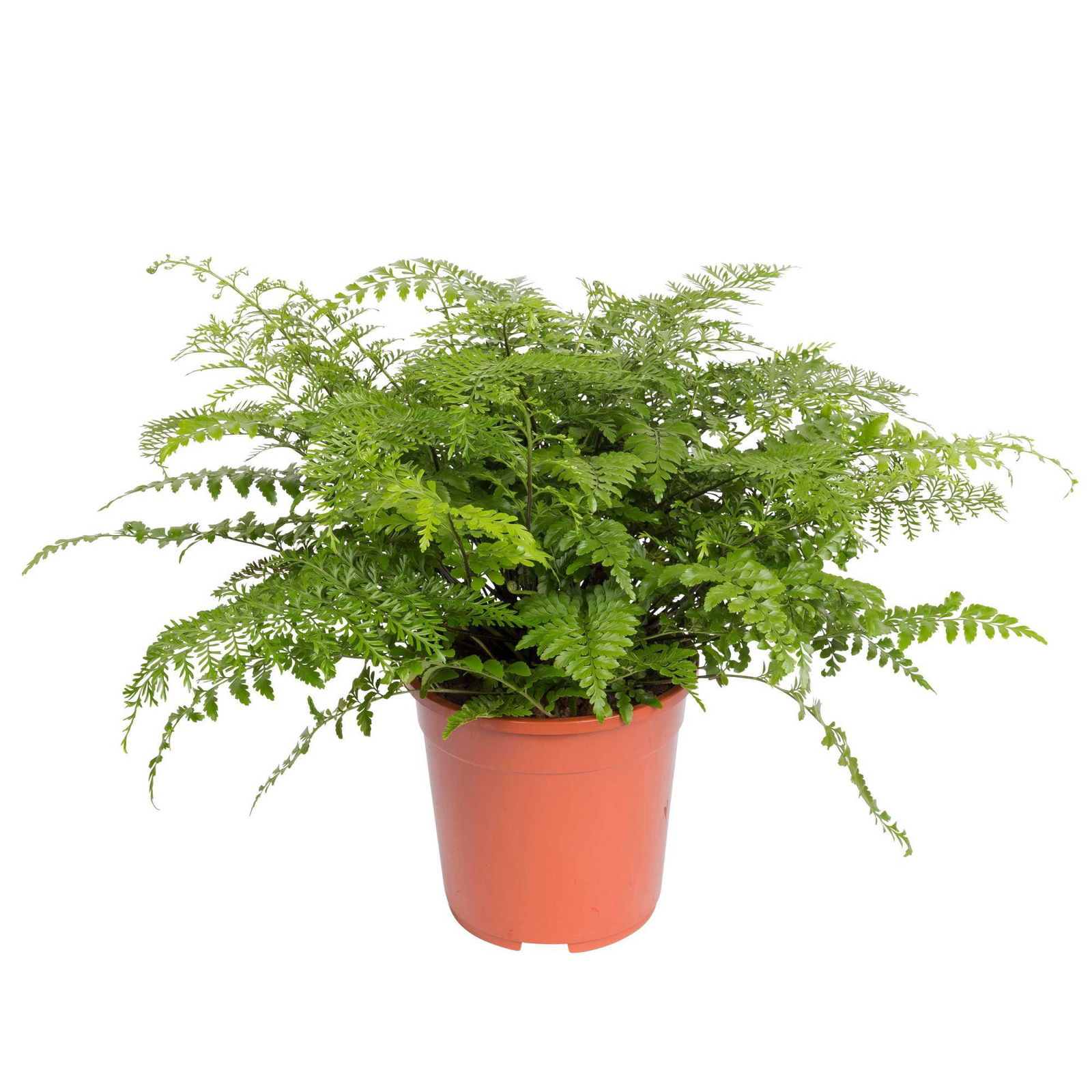 Asplenium 'Parvati', Topf-Ø 23 cm, Höhe ca. 50 cm