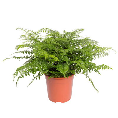 Asplenium 'Parvati', Topf-Ø 23 cm, Höhe ca. 50 cm Asplenium 'Parvati', Topf-Ø 23 cm, Höhe ca. 50 cm