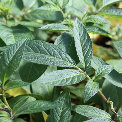 Blu Bio Pepino, Topf-Ø 12 cm, 3er Set