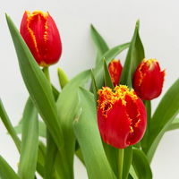 Tulpe zweifarbig, vorgetrieben, Topf-Ø 15 cm, 3 Pflanzen