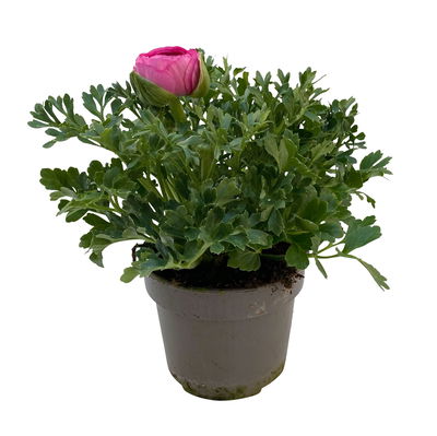 Ranunkel, rosa, Sorte zufällig, Topf-Ø 10,5 cm, 6 Pflanzen