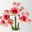 3 rot/weiße Amaryllis 'Showmaster'