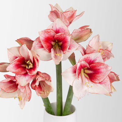 3 rot/weiße Amaryllis 'Showmaster'
