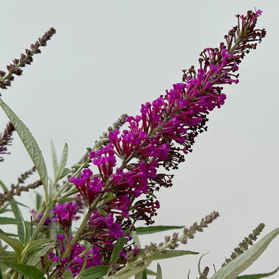 Schmetterlingsflieder 'Butterfly Tower'(S), magenta, Höhe ca. 30cm, 5 Liter Topf Schmetterlingsflieder 'Butterfly Tower'(S), magenta, Höhe ca. 30cm, 5 Liter Topf