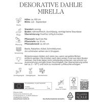 Kölles Beste Blumenknolle, Dekorative Dahlie 'Mirella'