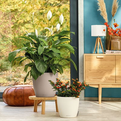 Lechuza 'Classico Color 35', sandbraun, ca. Ø 34,5 x H 32,5 cm Lechuza 'Classico Color 35', sandbraun, ca. Ø 34,5 x H 32,5 cm