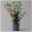 Garten-Hibiscus, bunt, 3er-Set, Höhe 40-60 cm, Topf 4,6 Liter
