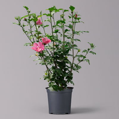 Garten-Hibiscus, bunt, 3er-Set, Höhe 40-60 cm, Topf 4,6 Liter