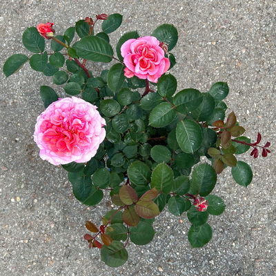 Edelrose 