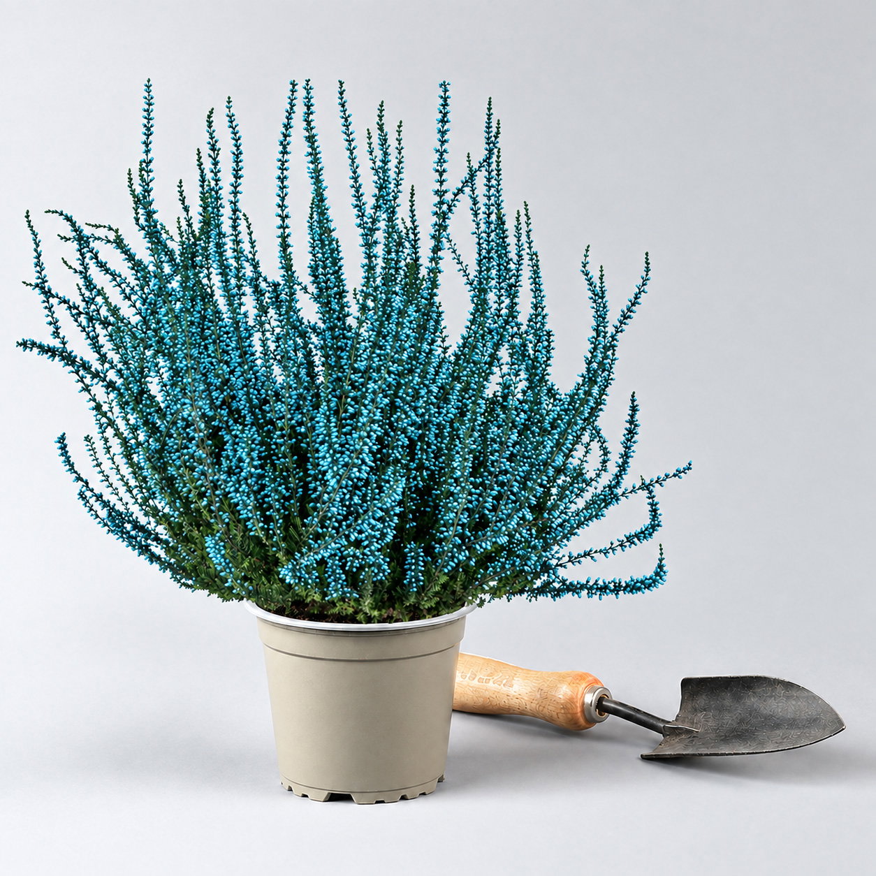 Knospenheide 'Picasso', blau & weiß gefärbt, Topf-Ø 12 cm, 6 Pflanzen Knospenheide 'Picasso', blau & weiß gefärbt, Topf-Ø 12 cm, 6 Pflanzen