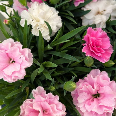 Stauden-Nelke 'I Love U', pink-rosa-weiß, Topf-Ø 9 cm, 8er-Set