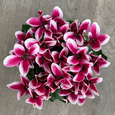 Alpenveilchen 'Exclusive® Odora' lila-weiß, duftend, Topf-Ø 10,5 cm, 4 Stück