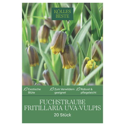 Fuchstrauben Fritillaria Uva-Vulpis, purpur, braun, gelb, 20 Blumenzwiebeln