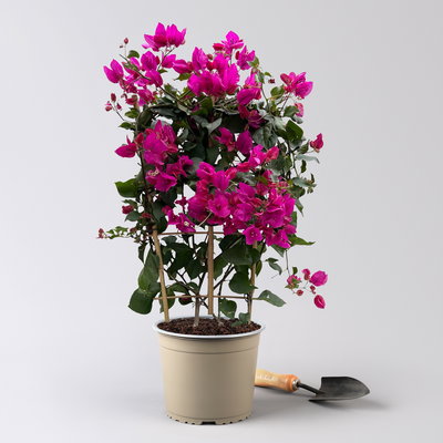 Bougainvillea lila, Spalier, Topf-Ø 21 cm, Höhe ca. 70 cm Bougainvillea lila, Spalier, Topf-Ø 21 cm, Höhe ca. 70 cm