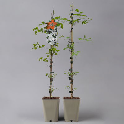 Clematis viticella 'White Prince Charles' weiß, Topf 2 Liter, 2er-Set