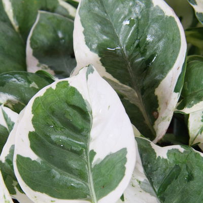 Efeutute 'N'Joy', grün-weiß, Ampeltopf-Ø 17, Höhe ca. 25 cm