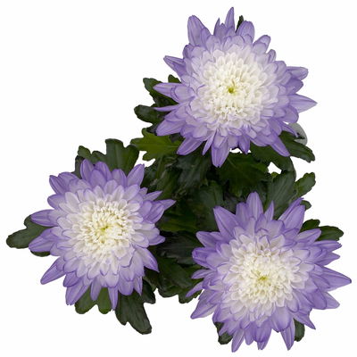 Chrysantheme 'Zembla Make-Upz® Uno Mix, Farben zufällig, Topf-Ø 13 cm, 3er-Set Chrysantheme 'Zembla Make-Upz® Uno Mix, Farben zufällig, Topf-Ø 13 cm, 3er-Set