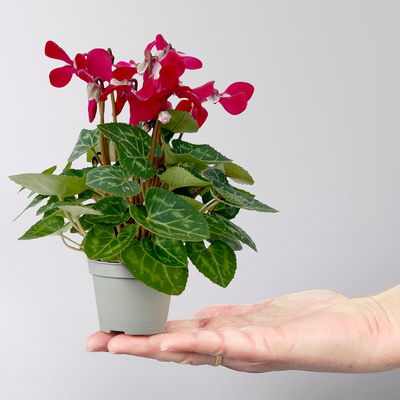 Alpenveilchen Mini, rot, schirmartig, Topf-Ø 6 cm, 10 Pflanzen Alpenveilchen Mini, rot, schirmartig, Topf-Ø 6 cm, 10 Pflanzen