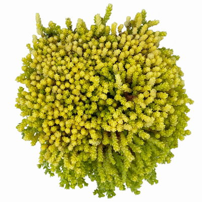 Scharfer Mauerpfeffer 'Aureum' gelb, 9x9 cm, 3 Pflanzen Scharfer Mauerpfeffer 'Aureum' gelb, 9x9 cm, 3 Pflanzen