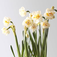 Narzisse 'Bridal Crown' creme, gefüllt, vorgetrieben, Topf-Ø 10 cm, 6 Pflanzen