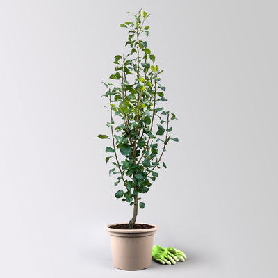 Kölle Bio Säulenbirne 'Obelisk'®, Unterlage Quitte A, Topf 10 Liter Kölle Bio Säulenbirne 'Obelisk'®, Unterlage Quitte A, Topf 10 Liter