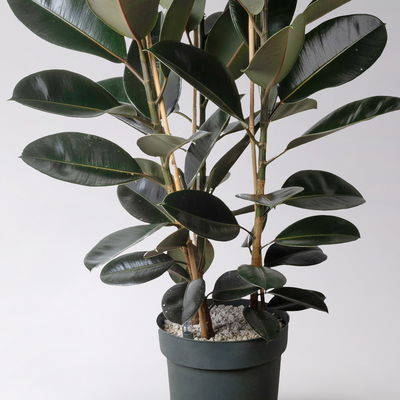 Gummibaum 'Mandela', Topf-Ø 30 cm, Höhe ca. 120 cm, inkl. Bewässerungssystem Gummibaum 'Mandela', Topf-Ø 30 cm, Höhe ca. 120 cm, inkl. Bewässerungssystem