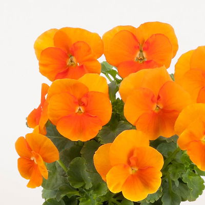 Hornveilchen 'Trio', orange-weiß-blau, Topf -Ø 10/11 cm, 8 Pflanzen