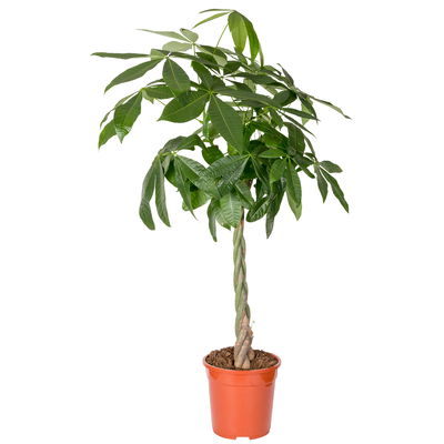 Glückskastanie, Topf-Ø 21 cm, Höhe ca. 100 cm Glückskastanie, Topf-Ø 21 cm, Höhe ca. 100 cm