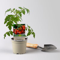 Bio Cherrytomate 'Baby Boomer', Topf-Ø 12 cm, 3 Pflanzen Bio Cherrytomate 'Baby Boomer', Topf-Ø 12 cm, 3 Pflanzen