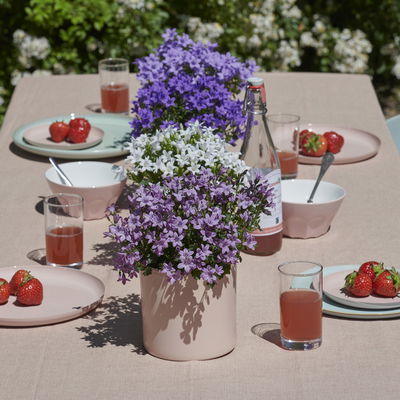 Glockenblume 'Ambella® Lavender' hellviolett, Topf-Ø 15 cm, 3er-Set