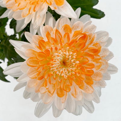 Chrysantheme 'Zembla Make-Upz® Heart Mix, Farben zufällig, Topf-Ø 13 cm, 3er-Set Chrysantheme 'Zembla Make-Upz® Heart Mix, Farben zufällig, Topf-Ø 13 cm, 3er-Set
