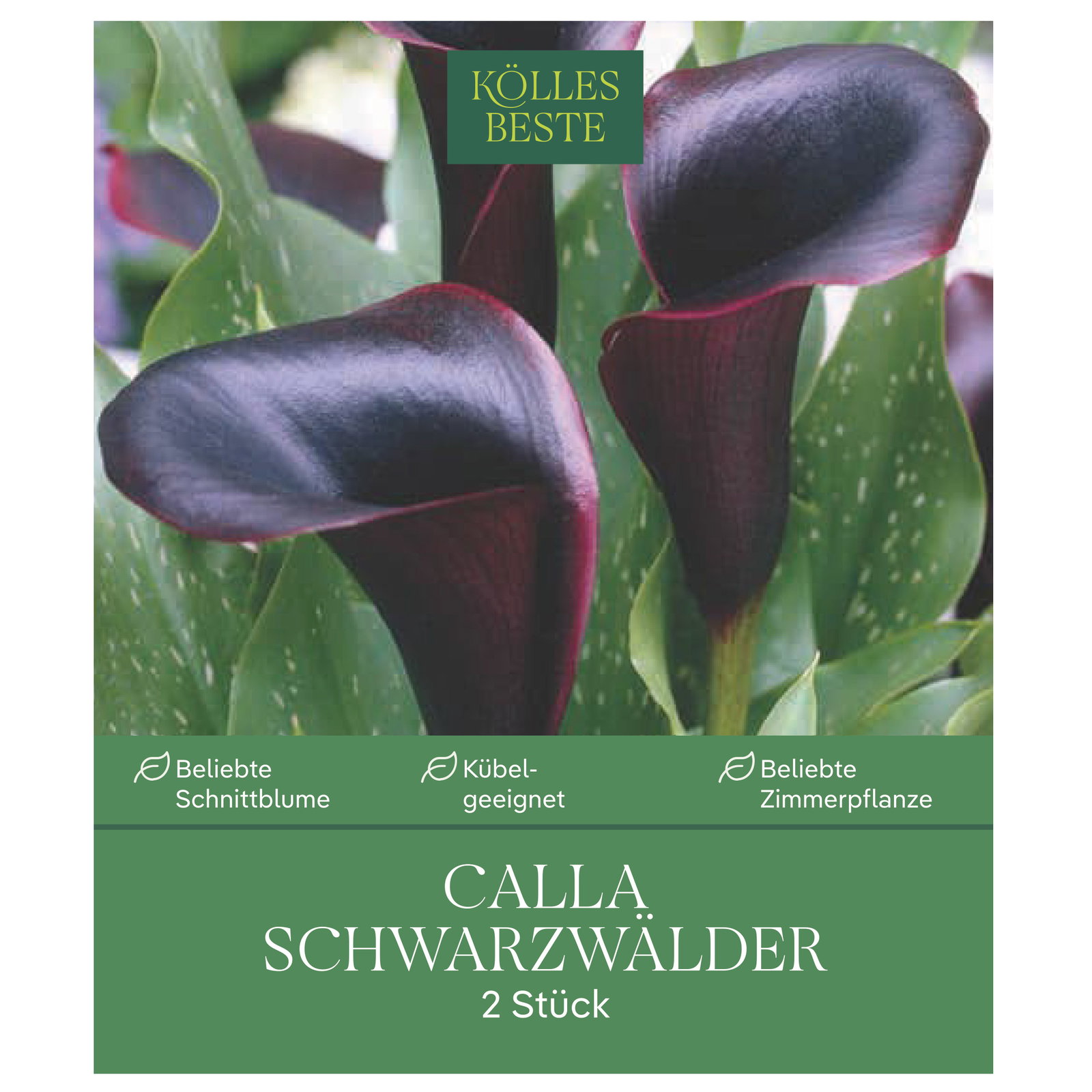 Kölles Beste Calla Schwarzwälder schwarz, 2 Blumenknollen