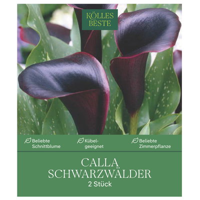 Kölles Beste Calla Schwarzwälder schwarz, 2 Blumenknollen