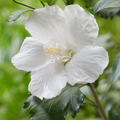 Säulen-Gartenhibiskus 'Flower Tower White®' weiß, Höhe 40-60 cm, Topf 5 l